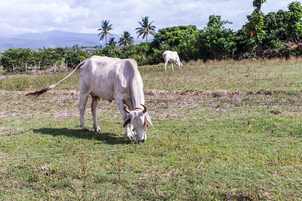 Thajské kráva v poli, savec farma - Fotografie, Obrázek