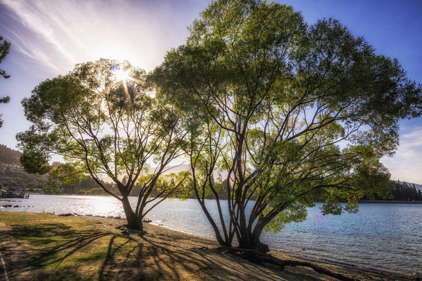 willow tree by lake wakatipu - Photo, Image