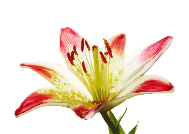 Beautiful blooming lily - Vector, Image