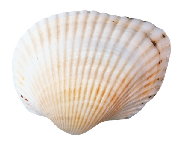 Realistic bright seashell - Vector, Image
