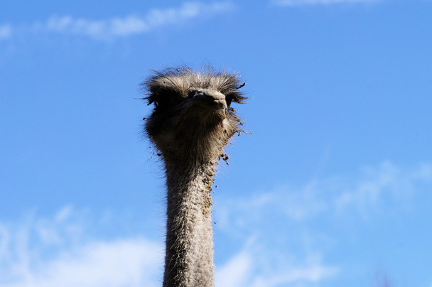 Em uma fazenda de avestruz-3
 - Foto, Imagem