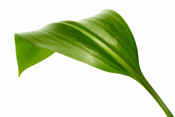 leuchtend lebendiges grünes Blatt - Vektor, Bild