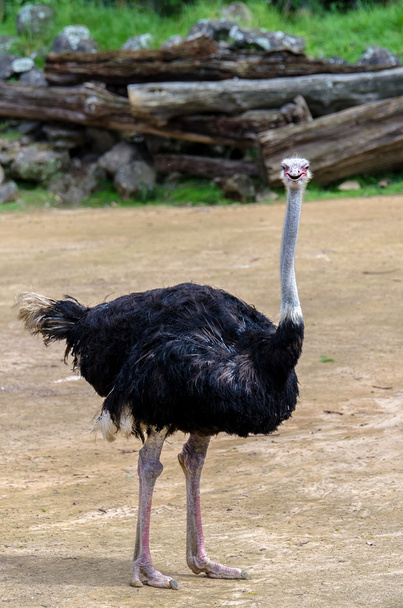 Ostrich smiling facing the camera. - Photo, Image