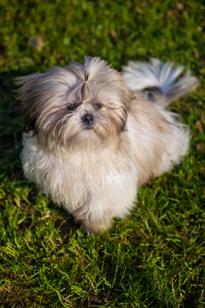 Shih tzu honden - Foto, afbeelding