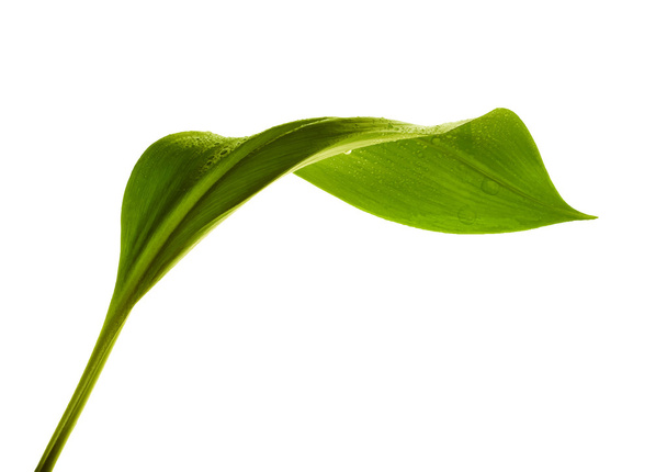 Zelený list s kapkami vody - Vektor, obrázek
