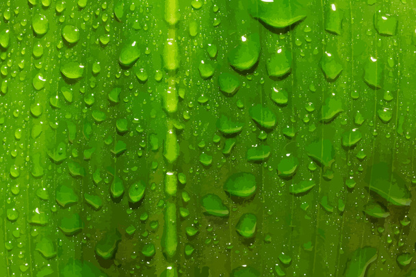 Folha verde com gotas de água - Vetor, Imagem