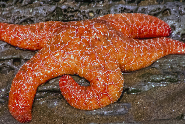 Pisaster ochraceus deniz yıldızı - Fotoğraf, Görsel