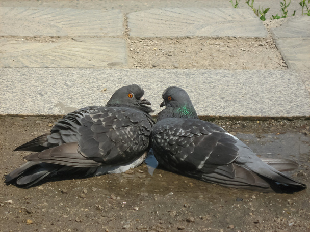 Два любящих голубя в нежных объятиях
 - Фото, изображение