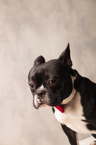 retrato cercano del triste bulldog francés elegante con un bowti rojo
 - Foto, Imagen