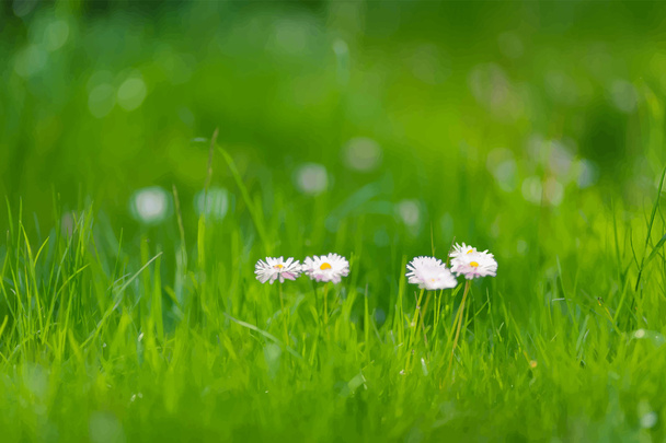 緑の草とデイジー - ベクター画像