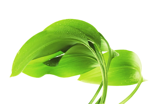 Heldere levendige groen blad - Vector, afbeelding