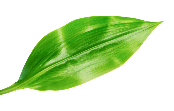 Parlak canlı yeşil yaprak - Vektör, Görsel