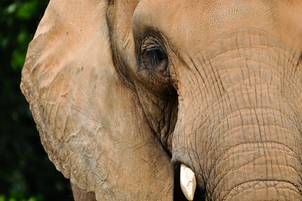 slon - Fotografie, Obrázek