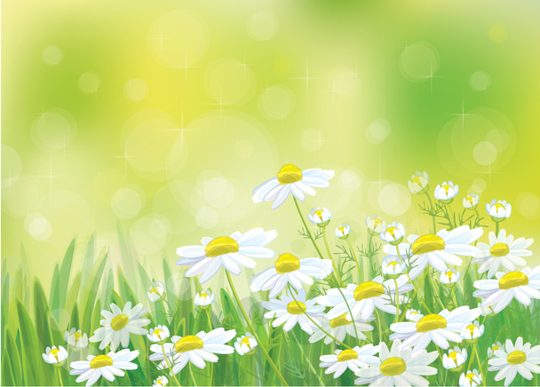 beautiful chamomiles flowers - Vector, Image