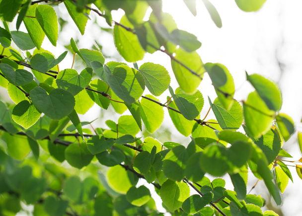 Fresh green background with leaves. - 写真・画像