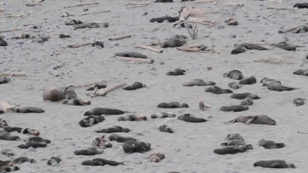 Group of fur seals - Záběry, video