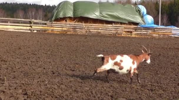 Chèvres tachetées à la ferme
 - Séquence, vidéo