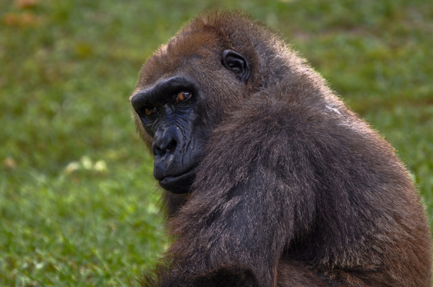 Gorilla - Photo, Image