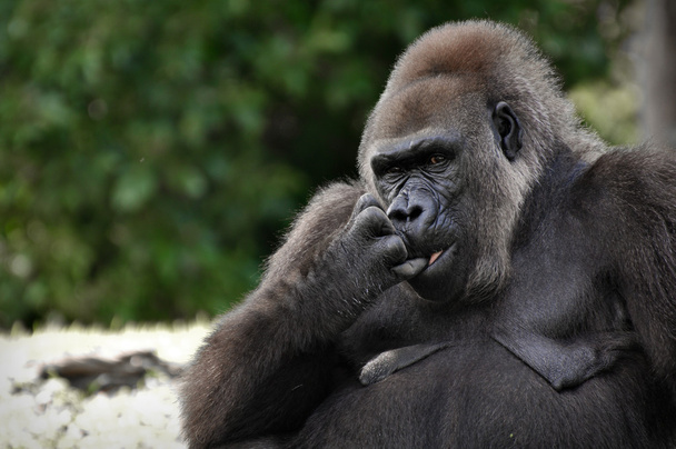 Gorilla - Foto, Bild