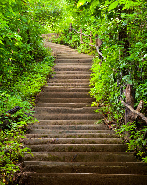 Лестница в лес
 - Фото, изображение