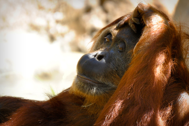 Orangutan - Фото, изображение