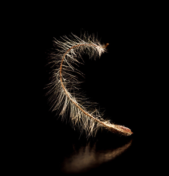 Macro photo of fluffy seeds of the clematis on black background. - Фото, изображение