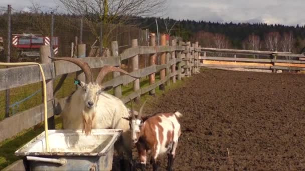 Spotted goats on the farm - Video