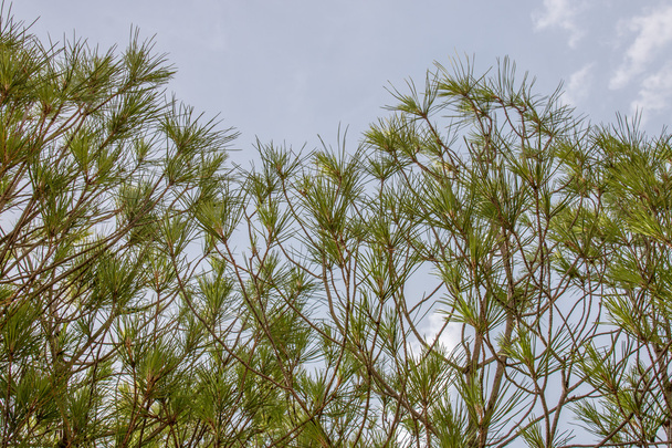 stone pine tree branches  - Photo, Image