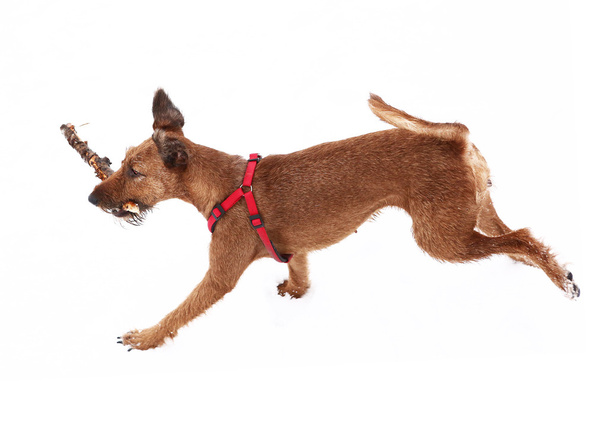 červený nos irský teriér pes hryzat žvýkat stick - Fotografie, Obrázek