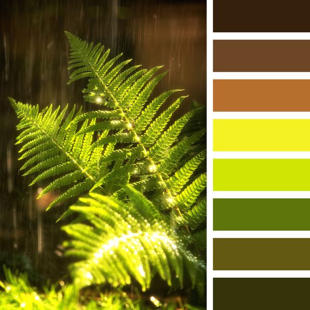 Fern in sunlight with colour swatches - Photo, Image
