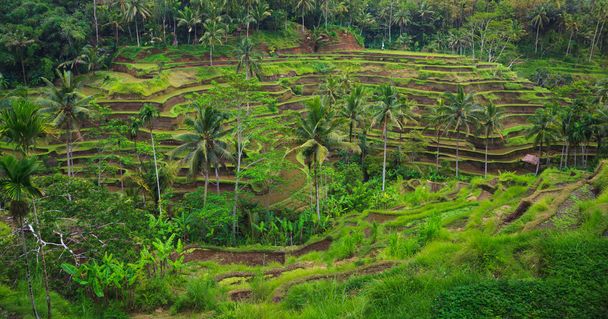 Terraço de arroz, Bali, Indonésia - Foto, Imagem