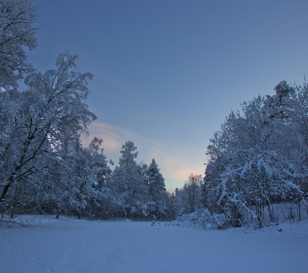 Noche de invierno en un parque en la región de Leningrado
 - Foto, imagen