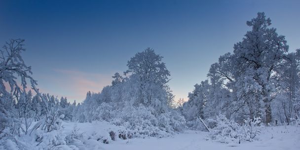 Soirée d'hiver dans un parc de la région de Leningrad
 - Photo, image