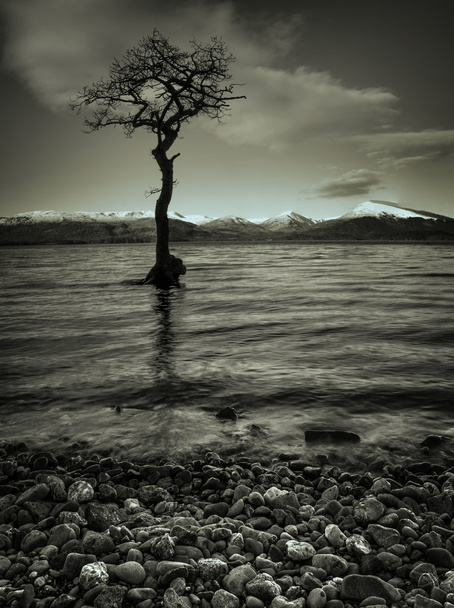 Sepia tonificó el dramático atardecer sobre un árbol solitario en el Lago Lomond
 - Foto, Imagen