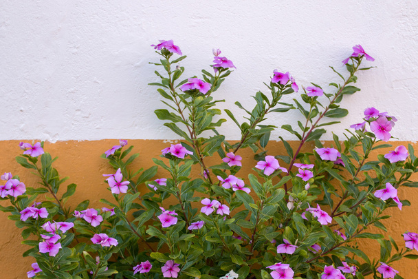 Krásná fialová perleťová květinka - Fotografie, Obrázek