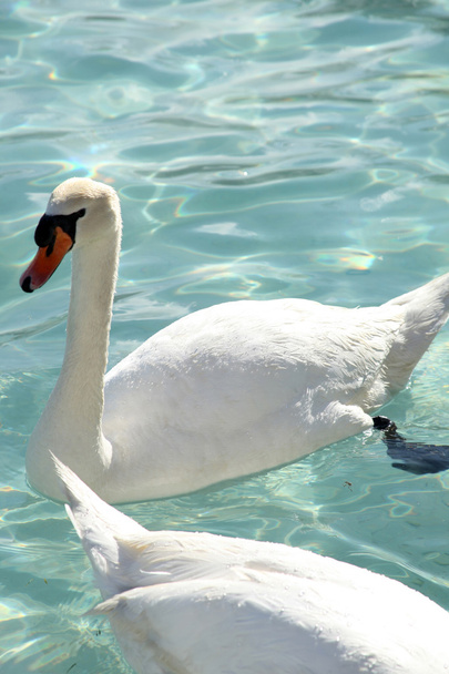 нежный лебедь, плавающий в бассейне
 - Фото, изображение