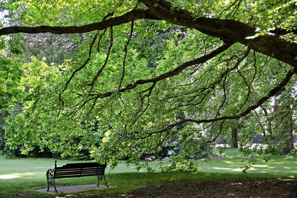 Old tree and park bench - Zdjęcie, obraz