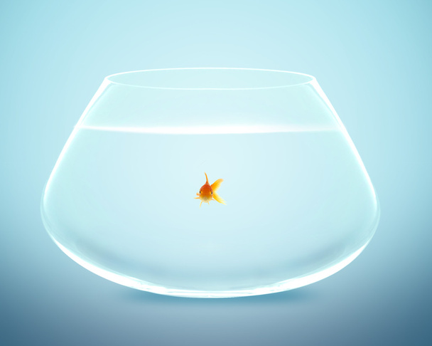 Goldfish - Foto, afbeelding