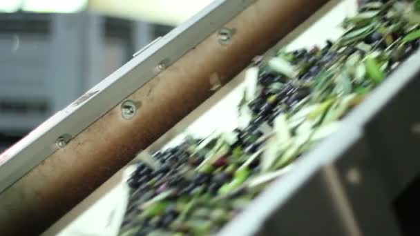 Conveyor belt constantly feeding olives - Filmati, video