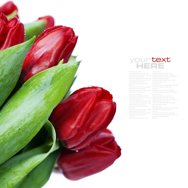 Tulipanes rojos
 - Foto, Imagen
