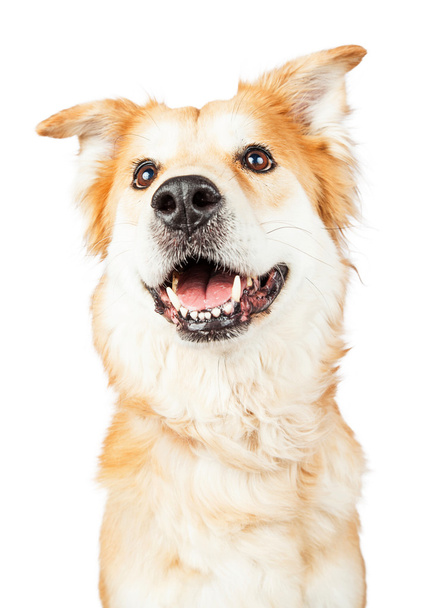 Golden Retriever mixed breed dog - Photo, Image