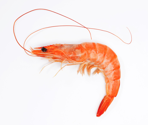Close up of fresh shrimp - 写真・画像