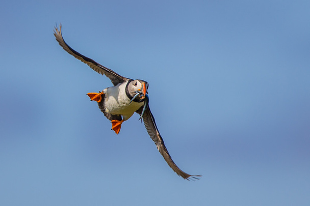 Πετώντας πουλί θαλάσσιου πτηνού - Φωτογραφία, εικόνα