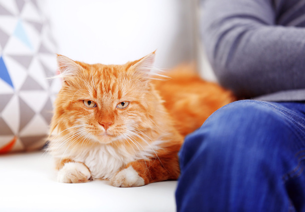  man with fluffy red cat on a sofa - Foto, imagen
