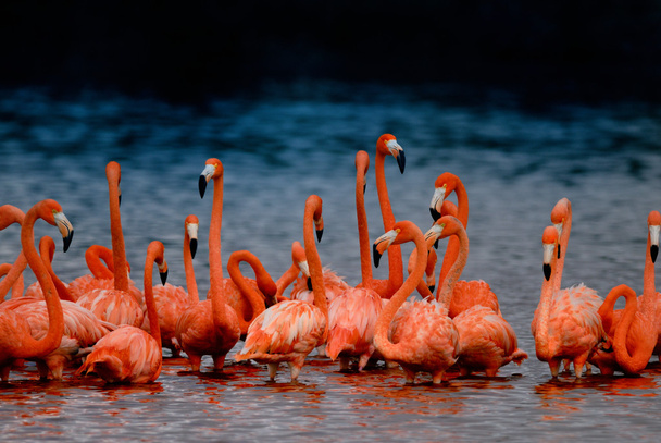 büyük Flamingo, uçuş phoenicopterus çevresi - Fotoğraf, Görsel
