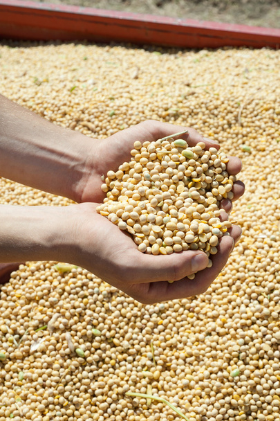 大豆の収穫 - 写真・画像