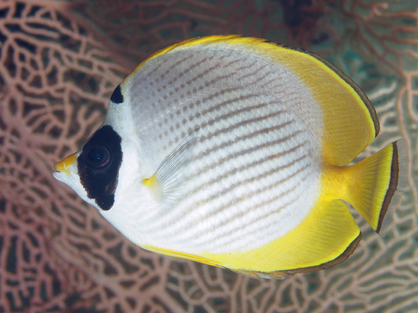 Coral fish Philippine butterflyfish - Photo, Image