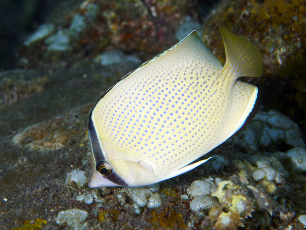 Coral fish Speckled butterflyfish - Photo, Image