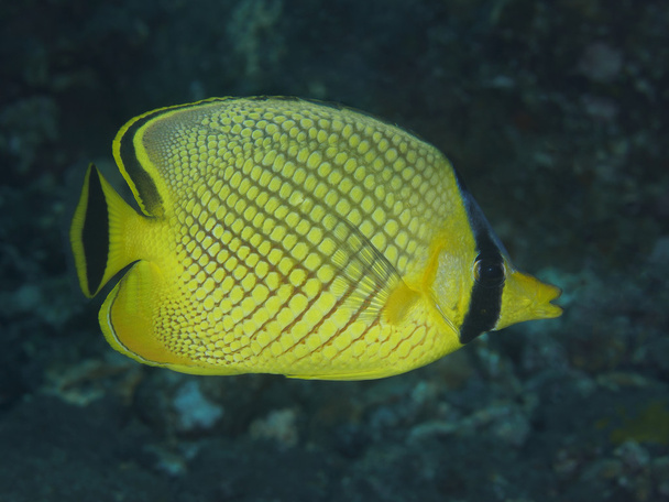 Coral fish Latticed butterflyfish - Photo, Image