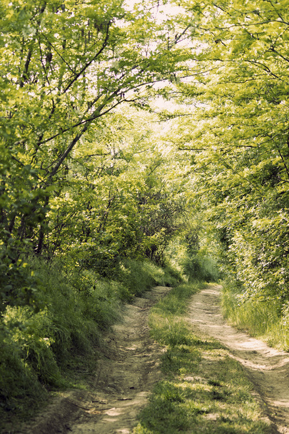 Forest path a sunny day - Foto, immagini